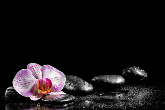 Fototapeta Storczykowy kwiat z zen kamieniami na czarnym tle