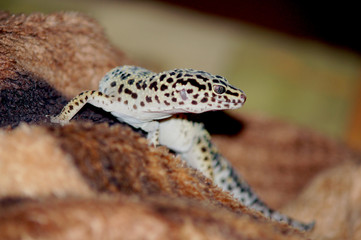 Leoparg gecko