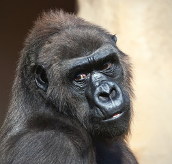 Gorilla