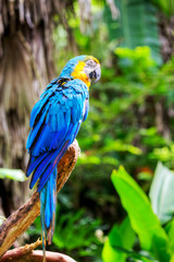colorful macaw sitting in a tree