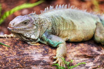 Rhinoceros Iguana (cyclura cornuta) for background use