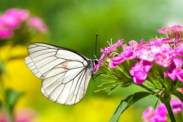 butterfly sits on flowers