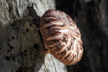 Shitake mushroom in wood