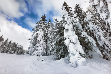 Fototapeta na wymiar winter landscape in mountain with snow