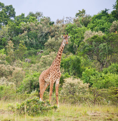 giraffe in the bushland in africa - national park masai mara