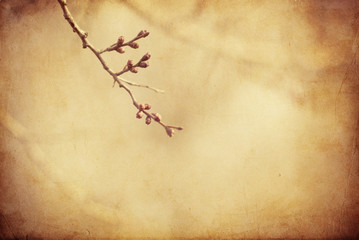 Twig from a tree with swollen buds on blurred vintage background