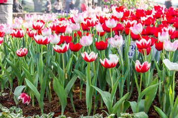 Red tulips and pink tulips in garden