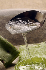 Echte Aloe Алоэ настоящее Aloe vera  庫拉索蘆薈 صبر حقيقي