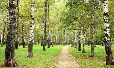 Fotobehang Morning autumn birch grove in the end of September © Elena Kovaleva
