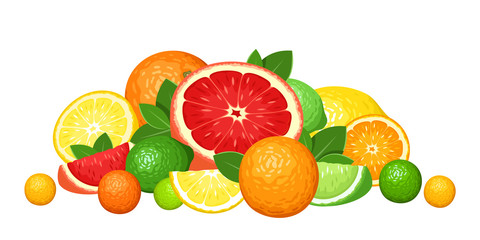 Citrus fruits. Vector illustration.