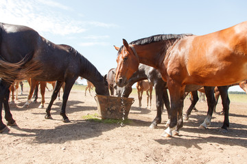 Horses drinking in pasture