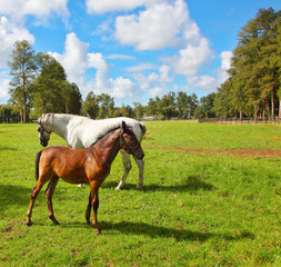 White horse with a foal on a green lawn