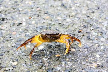 field crab walk on road in rainy