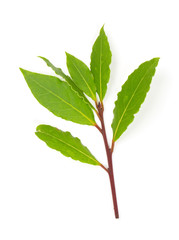branch of bay leaves