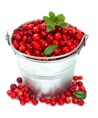 cowberries in a bucket isolated on white