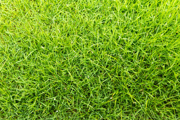 green grass
