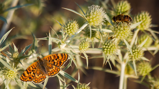 Abeja y Mariposa en Cardo
