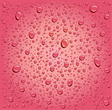 pink rose water droplets background