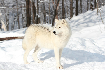 loup blanc en foret