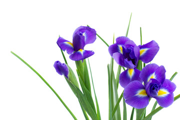 blue irise flowers
