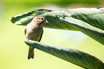 Hawaiian Birds © Alessandro Lai