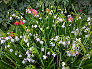 Fototapeta premium Fresh spring flowers. S