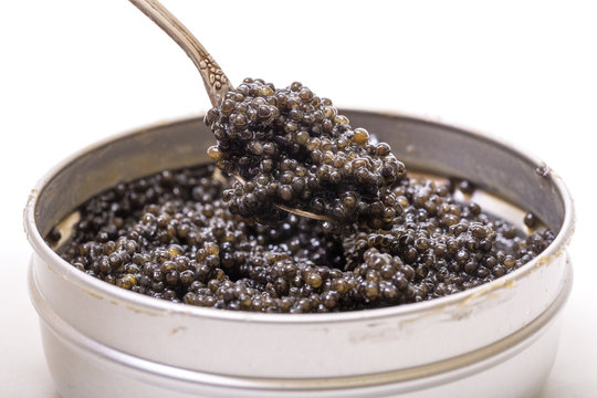Black caviar in spoon from metal can, high angle