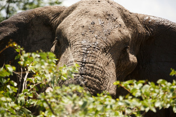 Elefant blickt über Blätter
