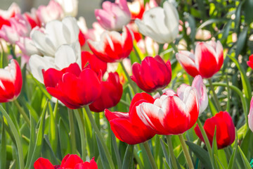 Red tulips and pink tulips in garden