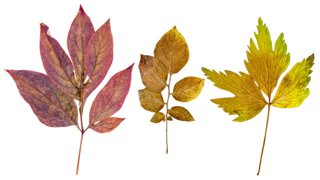 Peony Leaves, Potato Leaves And Leaves Of Lovage