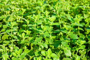 Mint plant