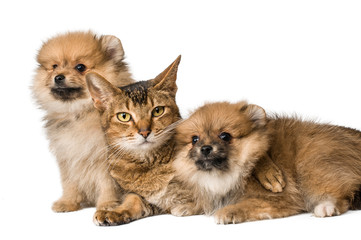 Obraz premium Cat and Pomeranian puppies