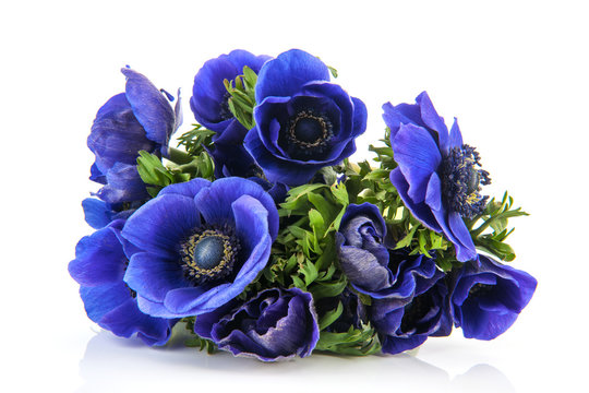 Fototapeta Bouquet blue Anemones