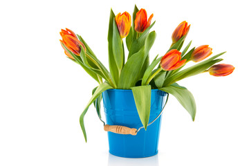Blue bucket with orange tulips