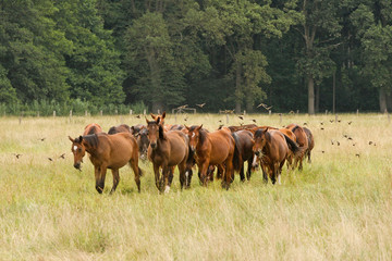 Ein Herde von jungen Pferden stromert entspannt &uuml;ber die Weide.