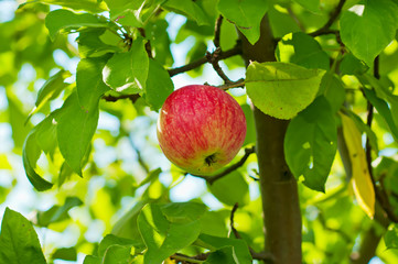 Cherry-plum tree with fruits