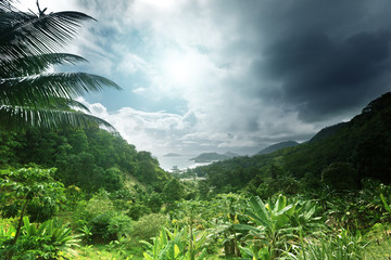 jungle of seychelles island © Iakov Kalinin