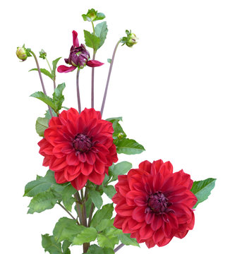 Red Dahlias Plant