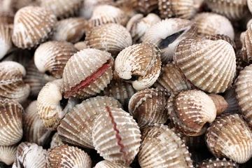 Velours gordijnen cockle © Successo images