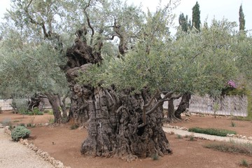Very old olives in Gethsemane garden. Jerusalem © flik47