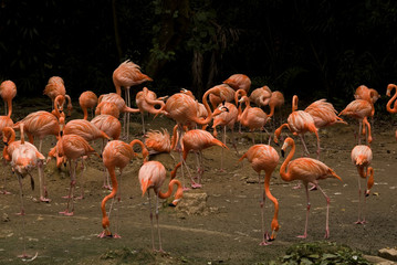 Fototapeta na wymiar Flamingi, Singapur