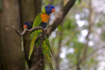 Rainbow lorikeet, Singapore