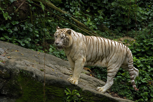 White tiger, Singapore