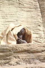 Fototapeta na wymiar Orangutan dziecko.