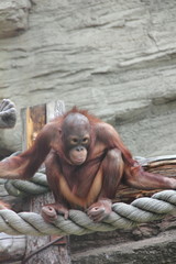 Fototapeta na wymiar Orangutan dziecko.