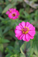 Obraz premium Pink Zinnia flower in the garden