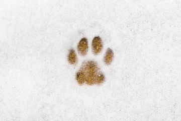 Kitty footprint in the snow © Maksim Kostenko