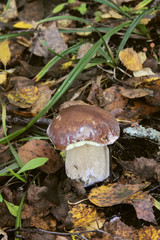 Boletus edulis. Mushroom.