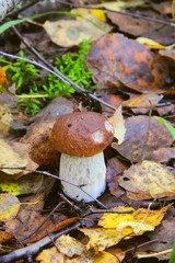Boletus edulis. Mushroom.
