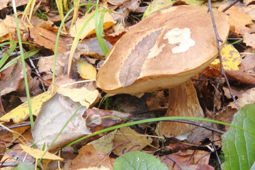 Boletus edulis. Mushroom.